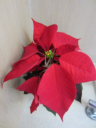 �|�C���Z�`�A(Poinsettia)