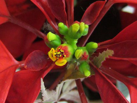 �|�C���Z�`�A(Poinsettia)