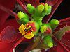 �|�C���Z�`�A(Poinsettia)