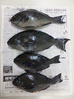 �މʂƑ��蕨