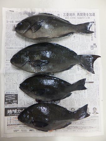 �މʂƑ��蕨