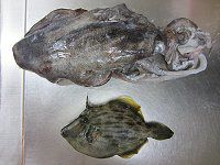 �މʂƑ��蕨
