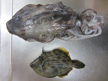 �މʂƑ��蕨