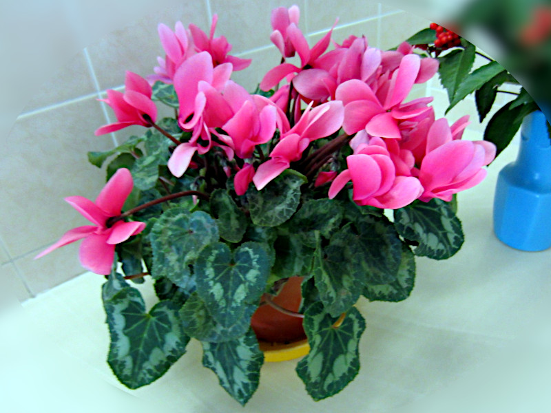�V�N������(Cyclamen)