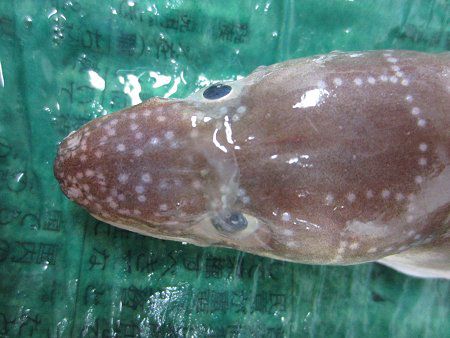 �}�A�i�S19