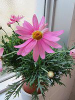 �}�[�K���b�g�E������ׁ[��