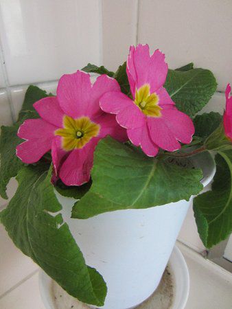 �v�������E�|���A���T