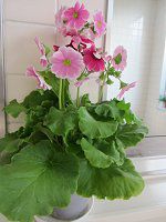 �v�������E�I�u�R�j�J(Primula)
