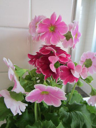 �v�������E�I�u�R�j�J