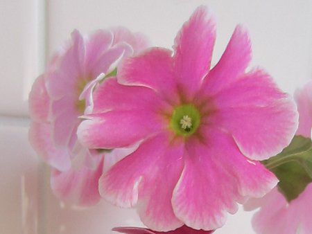 �v�������E�I�u�R�j�J(Primula)