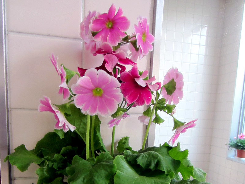 �v�������E�I�u�R�j�J(Primula)