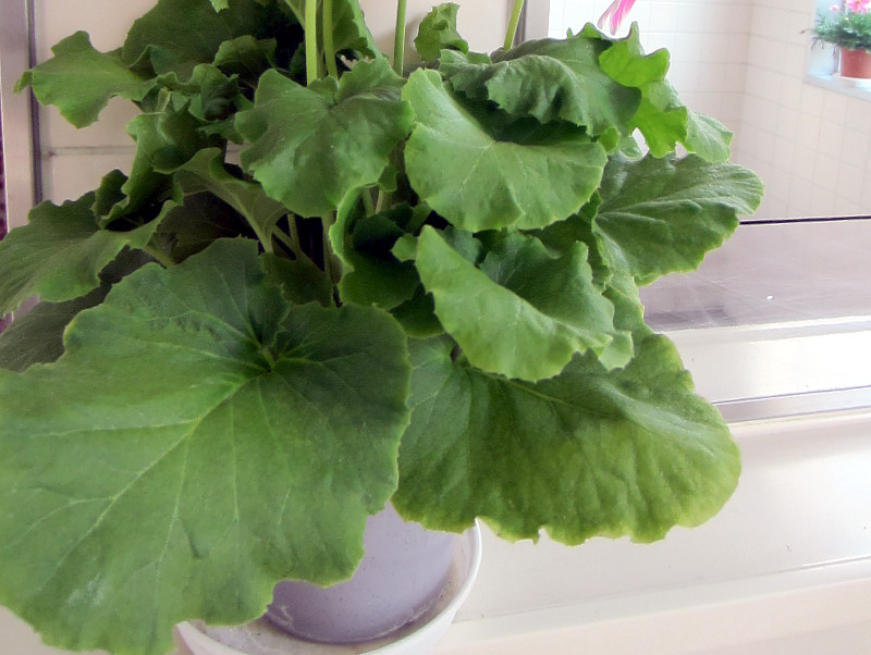 �v�������E�I�u�R�j�J(Primula)