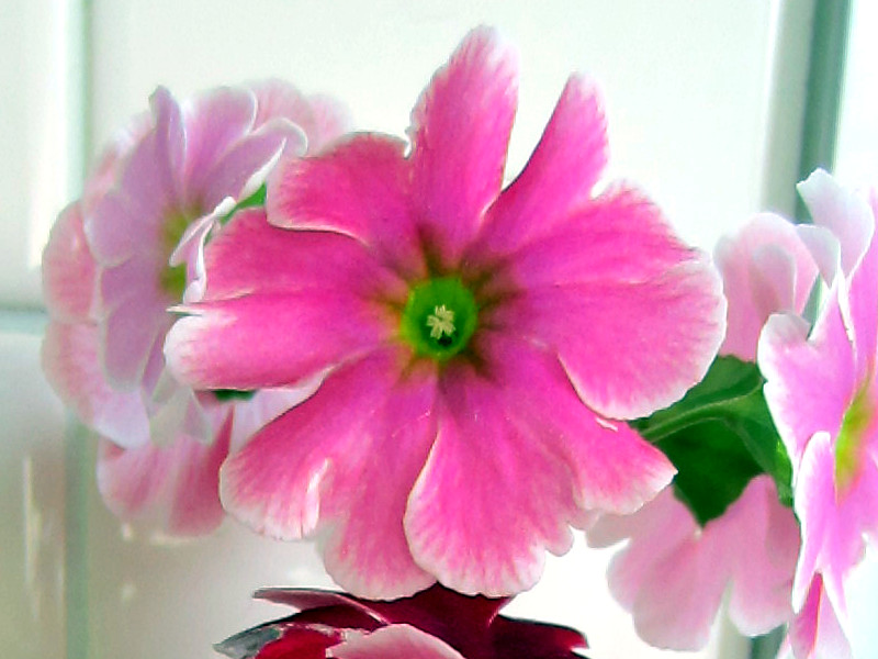 �v�������E�I�u�R�j�J(Primula)