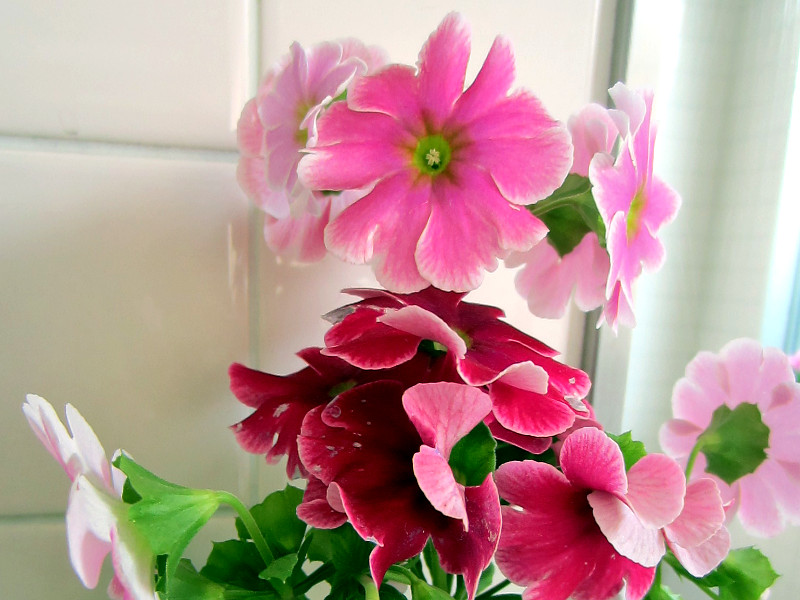 �v�������E�I�u�R�j�J(Primula)