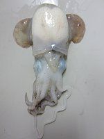 �~�~�C�J�i���G���j