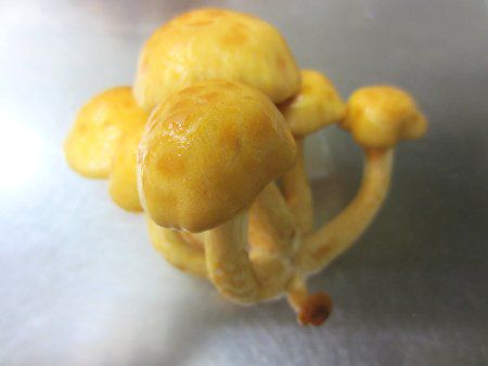 �W�����{�E�i���R�i���q�j