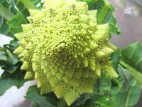 ���}�l�X�R4�iRomanesco)