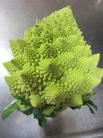 ���}�l�X�R5�iRomanesco)