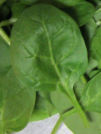 �x�r�[�X�s�i�b�`(Baby spinach)