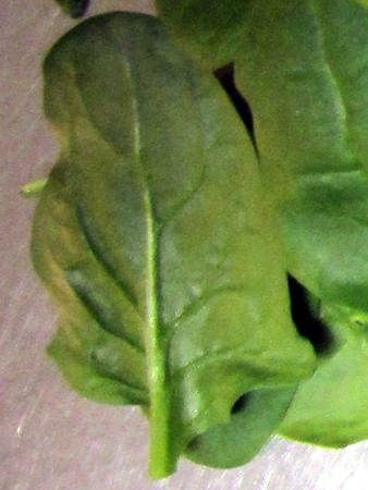 �x�r�[�X�s�i�b�`(Baby spinach)