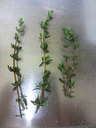 �R�����^�C���iComon thyme�j