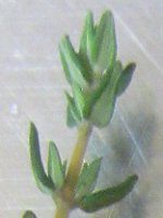 �R�����^�C���iComon thyme�j
