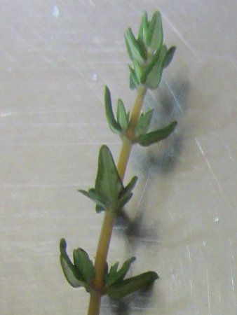 �R�����^�C��(Comon thyme)