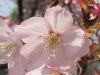 �Z���_�C��10�i��䉮�j