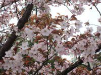 �Z���_�C��11�i��䉮�j