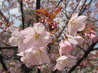 �Z���_�C��11�i��䉮�j