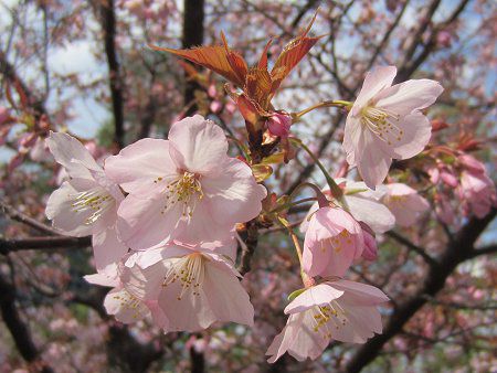 �Z���_�C��12�i��䉮�j