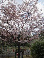 �Z���_�C��9�i��䉮�j