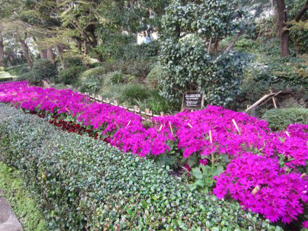 �T�C�l���A�E�Z�l�b�e�B(Cineraria)