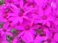 �T�C�l���A�E�Z�l�b�e�B(Cineraria)