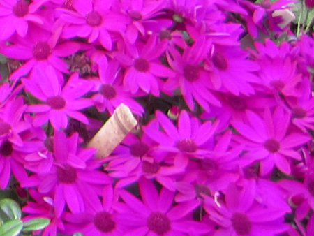 �T�C�l���A�E�Z�l�b�e�B(Cineraria)