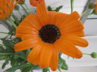 �K�U�j�A(Gazania)