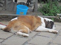 �Z���g�o�[�i�[�h