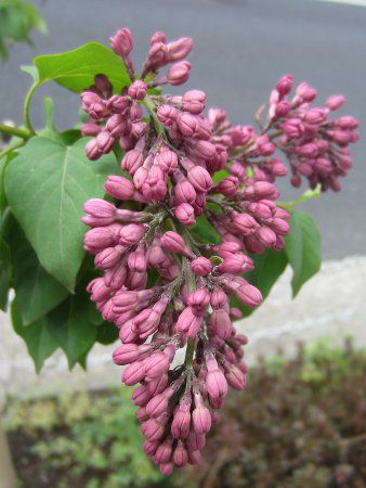 ���C���b�N(Lilac)