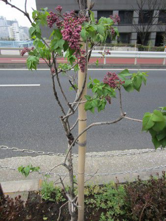 ���C���b�N(Lilac)