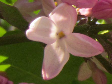 ���C���b�N(Lilac)