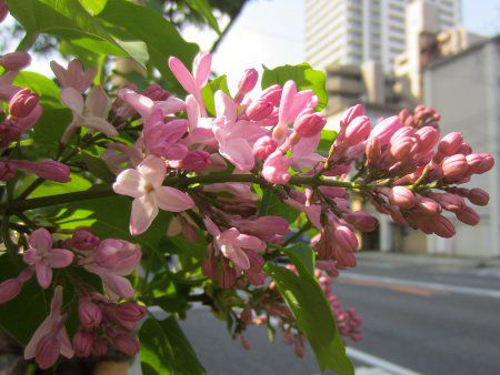 ���C���b�N(Lilac)