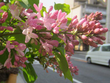 ���C���b�N(Lilac)