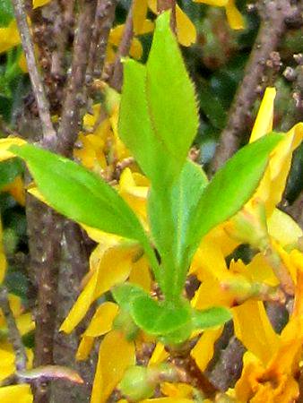 �V�i�����M���E