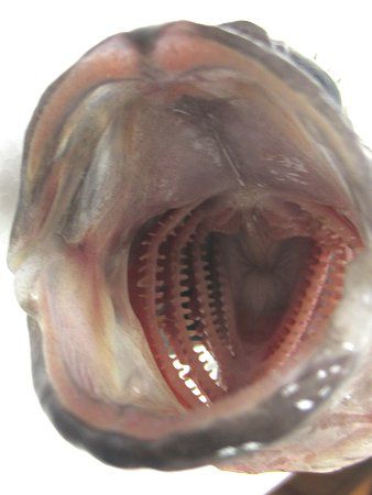 �L�c�l���o��2�i�ϊᒣ�j