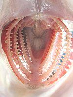 �L�c�l���o��3�i�ϊᒣ�j