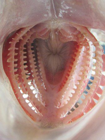 �L�c�l���o��3�i�ϊᒣ�j