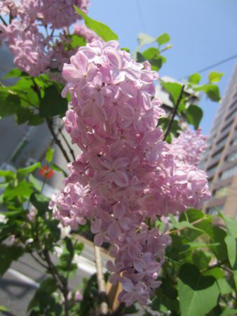 ���C���b�N(Lilac)