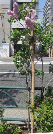 ���C���b�N(Lilac)