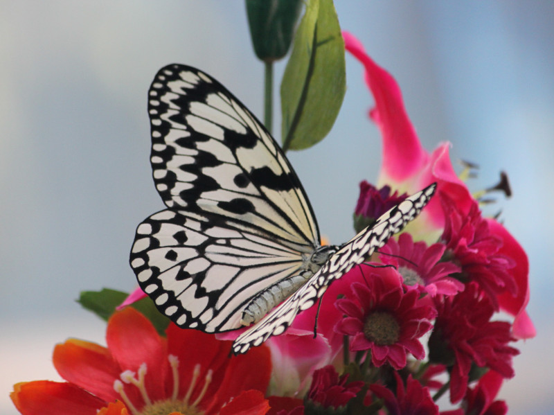 �I�I�S�}�_�������i���j