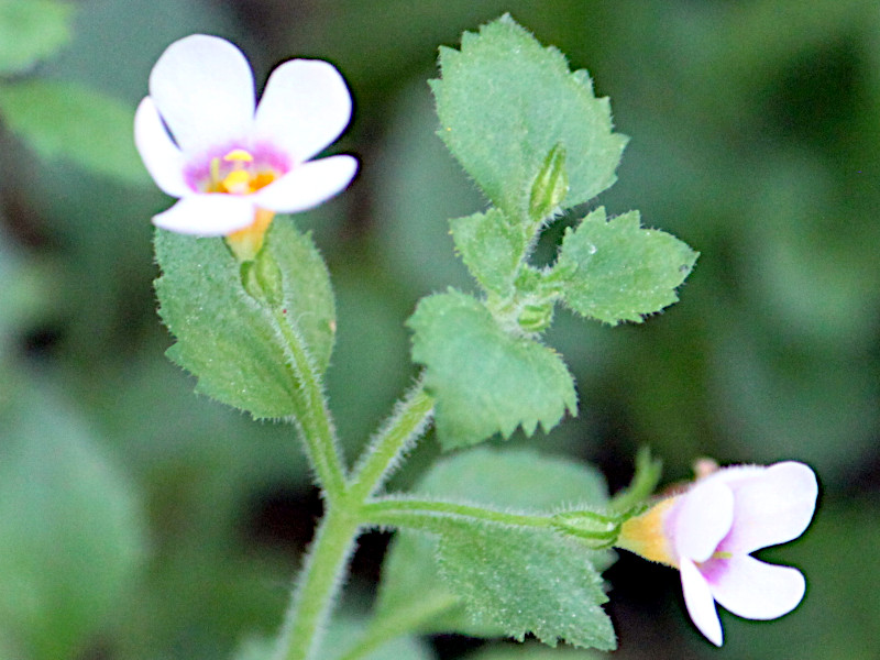 �o�R�p(Bacopa)